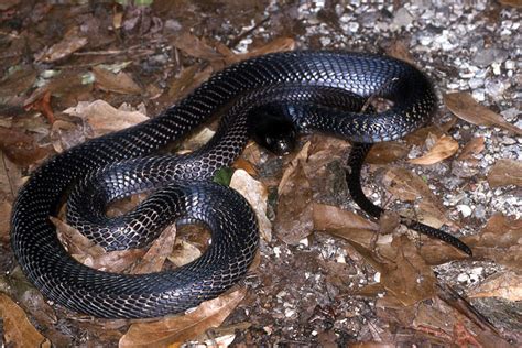 Cobra Snakes Of The Congo - Reptiles Magazine