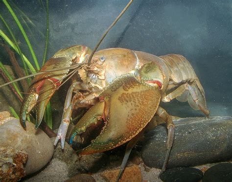 Largest Crayfish Species