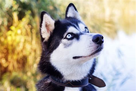 Dogs With Blue Eyes – 9 Stunning Blue-Eyed Dog Breeds - Puppy In Training