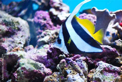 Moorish Idol, the type of fish known as Gill in Finding Nemo. Stock Photo | Adobe Stock