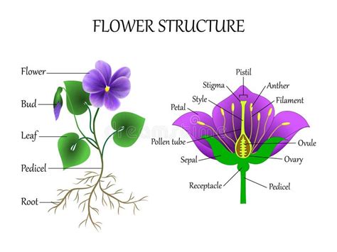 Structure of Flower of Sunflower in Cross Section. Structure of Ray Zygomorphic and ...