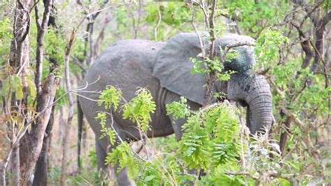 The Wild Elephants Of Mole National Park - Safari By Foot - Ghana, Africa - YouTube