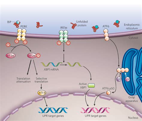 The mammalian UPR pathways.In non-stressed cells (not shown), the ER... | Download Scientific ...