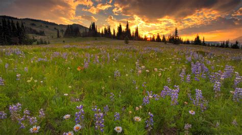 Wildflower Meadow wallpaper | 1920x1080 | #79921