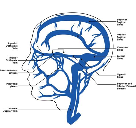 Cavernous Sinus