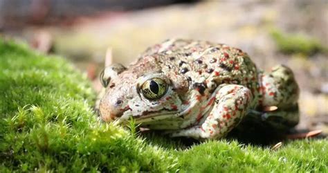 Common Spadefoot Toad | The Animal Facts | Appearance, Diet, Habitat