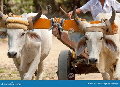 Ox Team on the Tarcoles River Stock Image - Image of developing, burden: 134297187