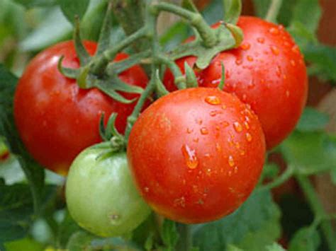 Tips for Growing Tomato Plants | Cedar Grove GardensCedar Grove Gardens