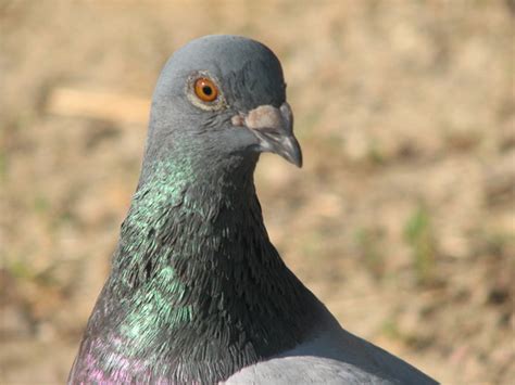 Free Pigeon Head Stock Photo - FreeImages.com