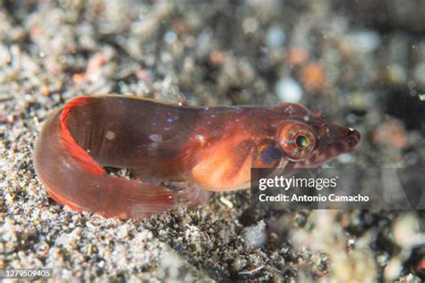 Canary Islands Wildlife Photos and Premium High Res Pictures - Getty Images