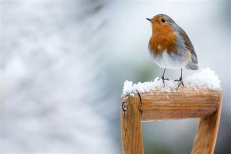 The Perfect Gift For The Robin, Everyone’s Favourite Christmas Bird