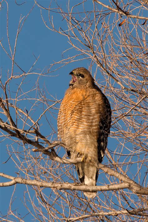 Screeching Red-shouldered Hawk Photograph by Kathleen Bishop - Pixels