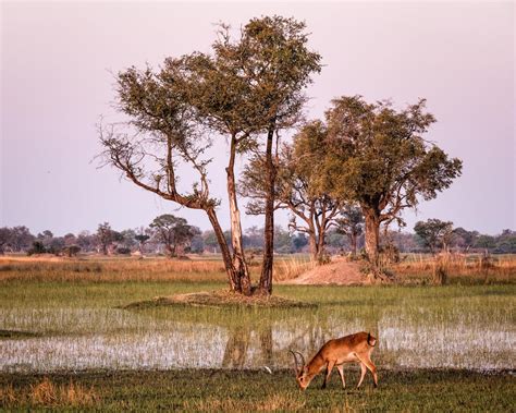 Botswana wildlife - LOUIS MONTROSE PHOTOGRAPHY