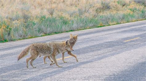 Antelope Island Wildlife Tour — Salt Lake City Tours - Utah Sightseeing Bus Tours