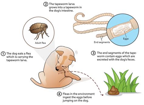 Are Tapeworms In Dogs A Emergency