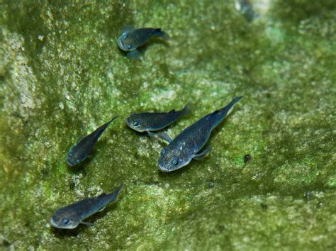 Devils Hole Pupfish Population At 22-Year High At Death Valley