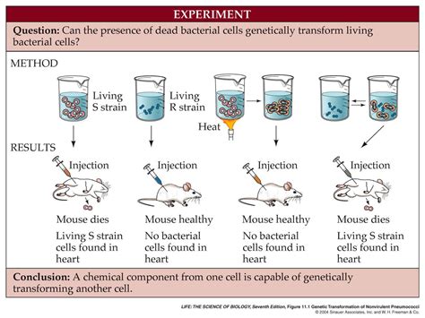 Griffith's Experiment | Griffith's experiment, Experiments, Microbiology