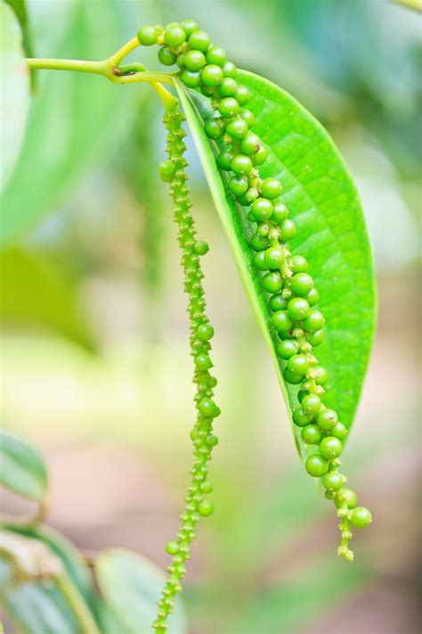 Peppercorn Plant Info - Can You Grow Black Pepper Plants