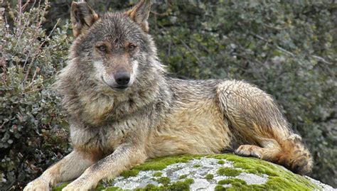 Organizan una marcha para proclamar el lobo ibérico especie protegida en España | HAZTE ECO