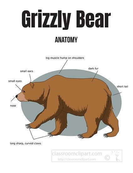 Grizzly Bear Skeleton Diagram