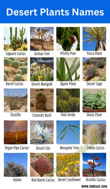 Desert Plants Names | Top 10 Desert Plants Names & Pictures - EngDic