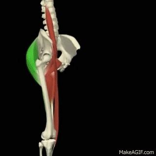 3-D Anatomy For Yoga:Flexion & Extension of the Hip on Make a GIF