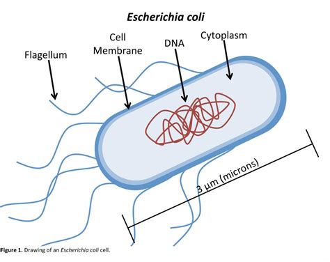 Bacteria in Austin Streams: October 2014 | AustinTexas.gov