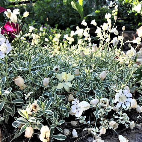 Drought-Tolerant Shade Perennials for Northern California - FineGardening | Drought tolerant ...