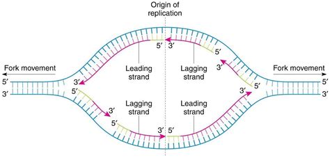 DNA Replication Fork – Macroarray