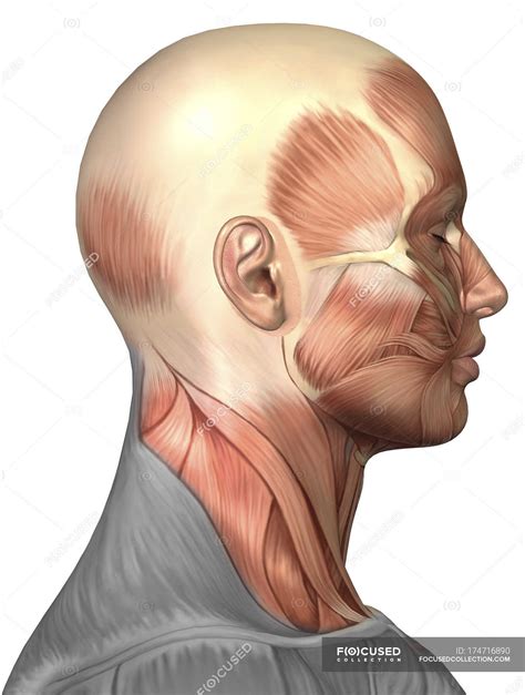 Anatomia dos músculos da face humana — Trapézio, rosto - Stock Photo ...