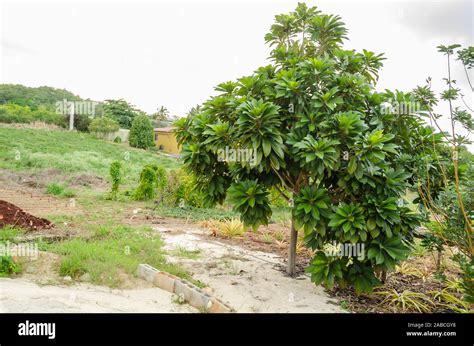 Sapote tree hi-res stock photography and images - Alamy