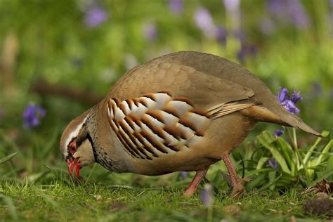 Red-legged Partridge by Clive Daelman - BirdGuides