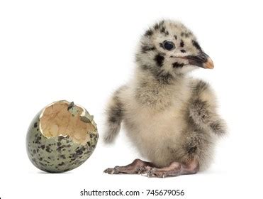 5,708 Baby Seagull Images, Stock Photos & Vectors | Shutterstock
