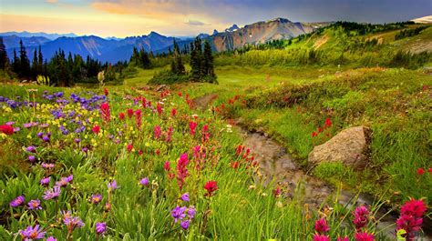 Mountain meadow | Wild flowers, Valley flowers, Landscape photos