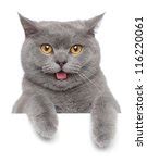 Grey Cat Free Stock Photo - Public Domain Pictures