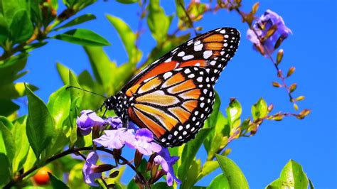 🔥 [40+] Spring Butterfly Wallpapers Desktop | WallpaperSafari