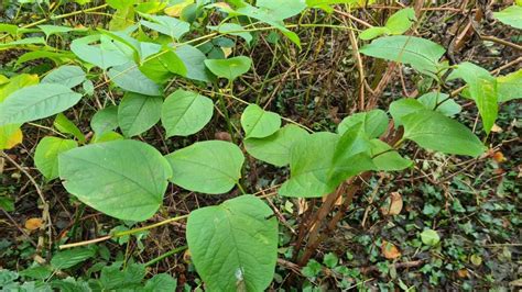 🏡 6 Best Japanese Knotweed Control Methods