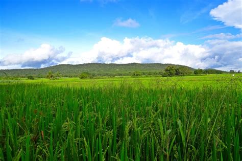 Fields, Paddy, Crops, Greenery, Rice, field, agriculture free image ...