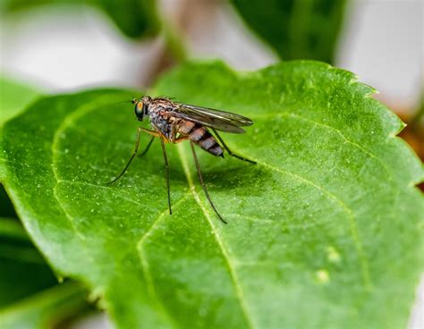 Buzz Off!: 4 Reasons to Get a Mosquito Yard Treatment - My Best Works