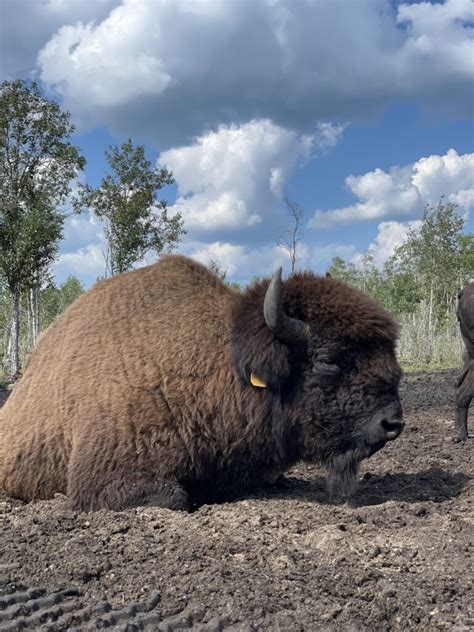 Bison ranch stays true to Indigenous culture and heritage - Food & Beverage Manitoba