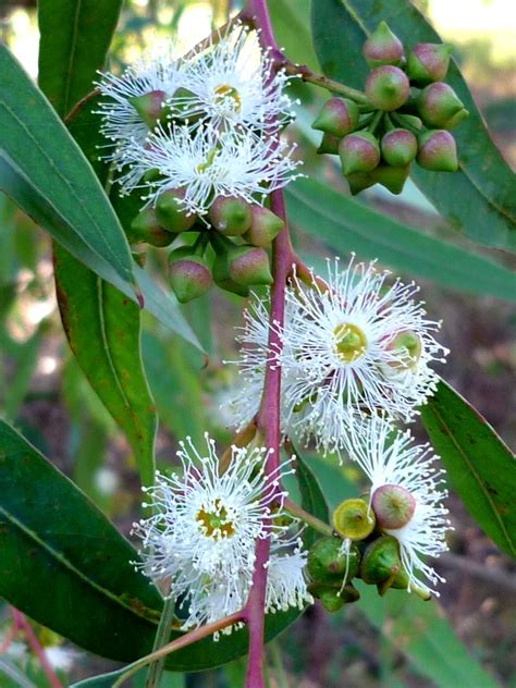 River Red Gum - ClimateWatch Australia- Citizen Science App