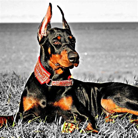 Le meilleur chien de garde | Chien de garde, Chiens doberman, Chien