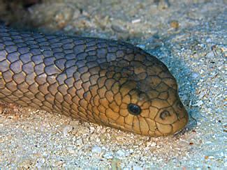 Olive Sea Snake - Aipysurus laevis