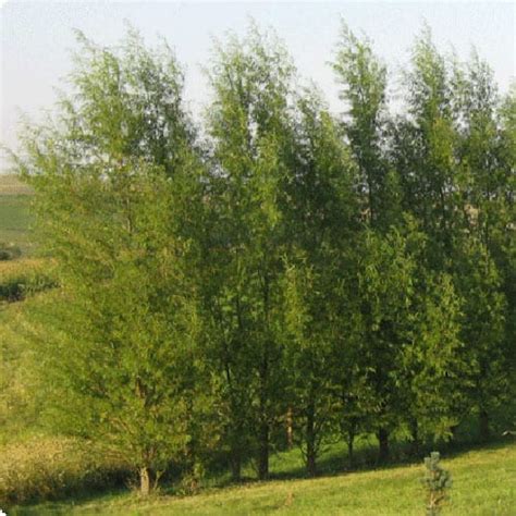 Schumacher's Nursery & Berry Farm | Willow, Hybrid(Salix Matsudana/Alba)