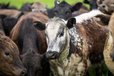 Premium Photo | Beef steaks and beef production on a farm cows on a ranch