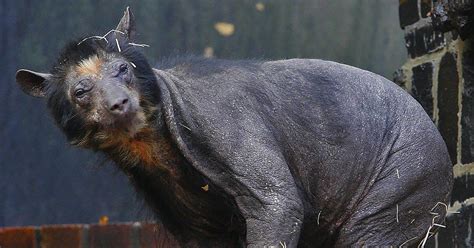 7 Animals That Look Unrecognizable Without Their Fur / Bright Side