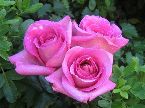 Roses Bouquets Wallpapers
