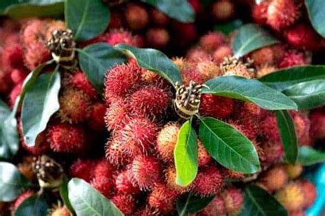 Rambutan Vs Lychee, What's The Difference?