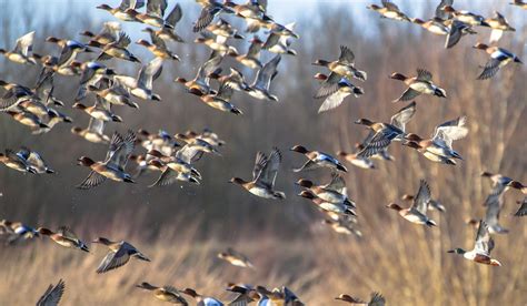 Saskatchewan - Where the Waterfowl Migration Begins | OutdoorHub