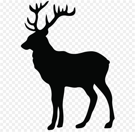 White-tailed deer Moose Antler Clip art - Free Deer Pictures png download - 558*837 - Free ...
